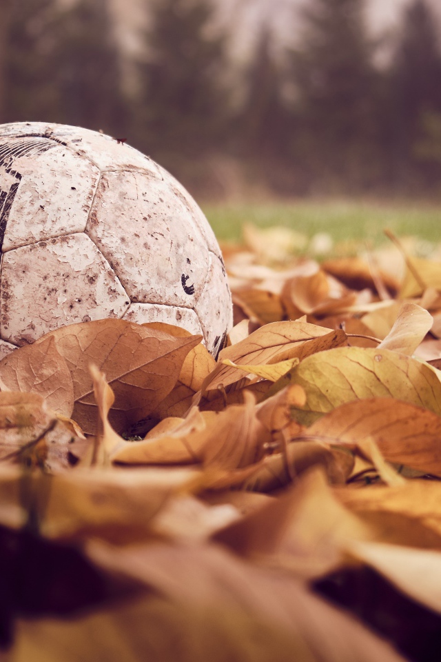 Old soccer ball in dry foliage