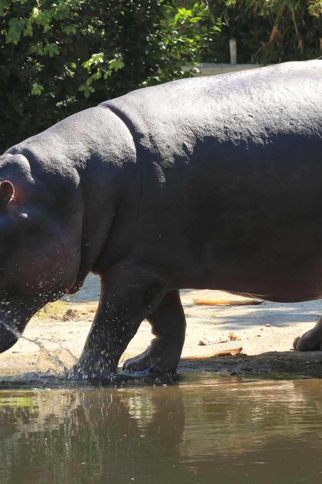 Большой гиппопотам идет по воде