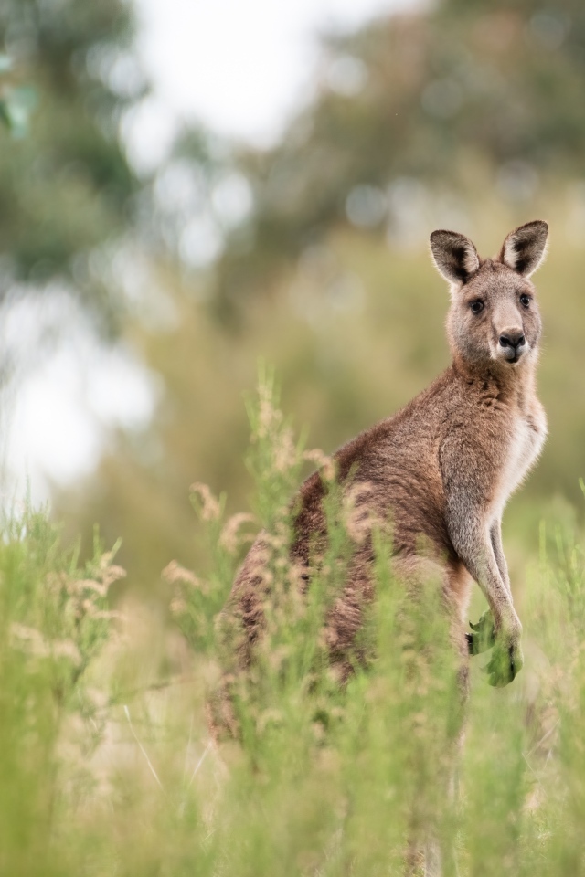 Большой кенгуру сидит в траве