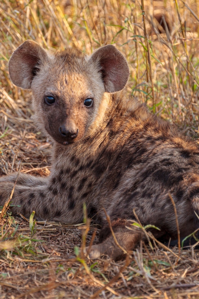 Детеныш гиены лежит на траве