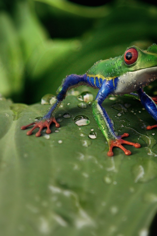Маленькая зеленая лягушка сидит на зеленом листе