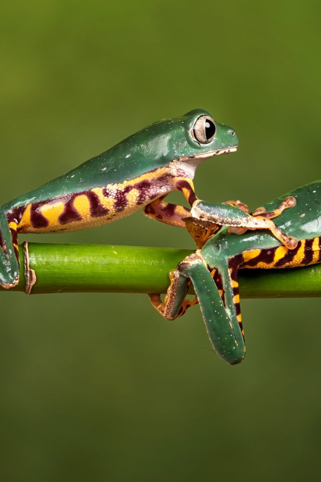 Две зеленые лягушки на ветке