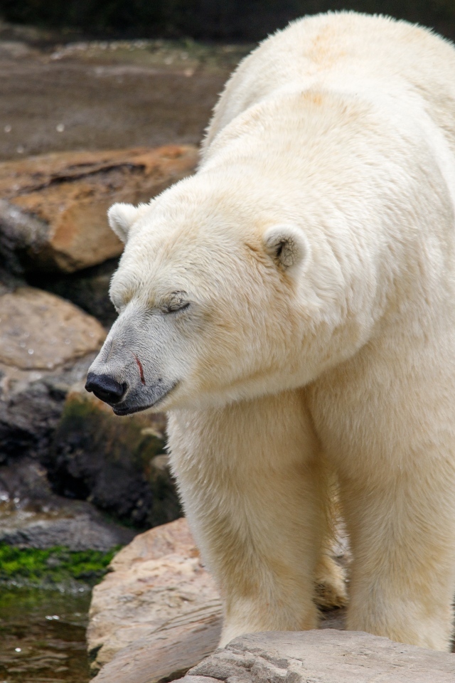 Большой белый медведь стоит у воды в зоопарке