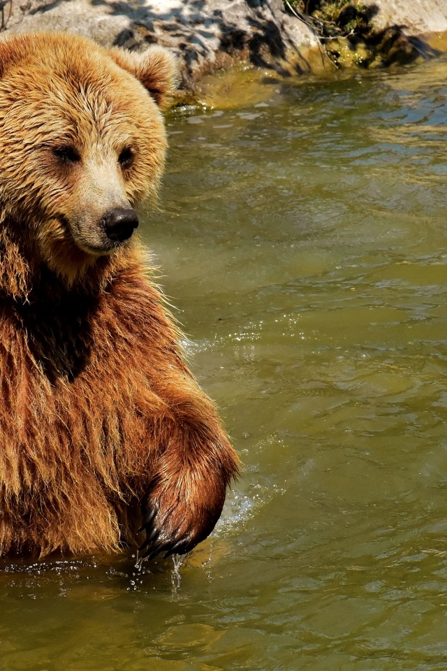 Большой бурый медведь в воде