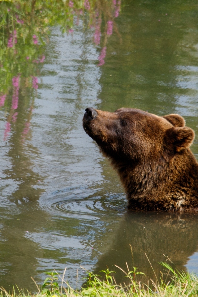 Большой бурый медведь плавает в воде