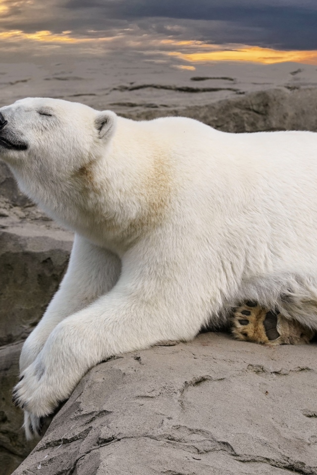 Большой белый медведь спит на камне