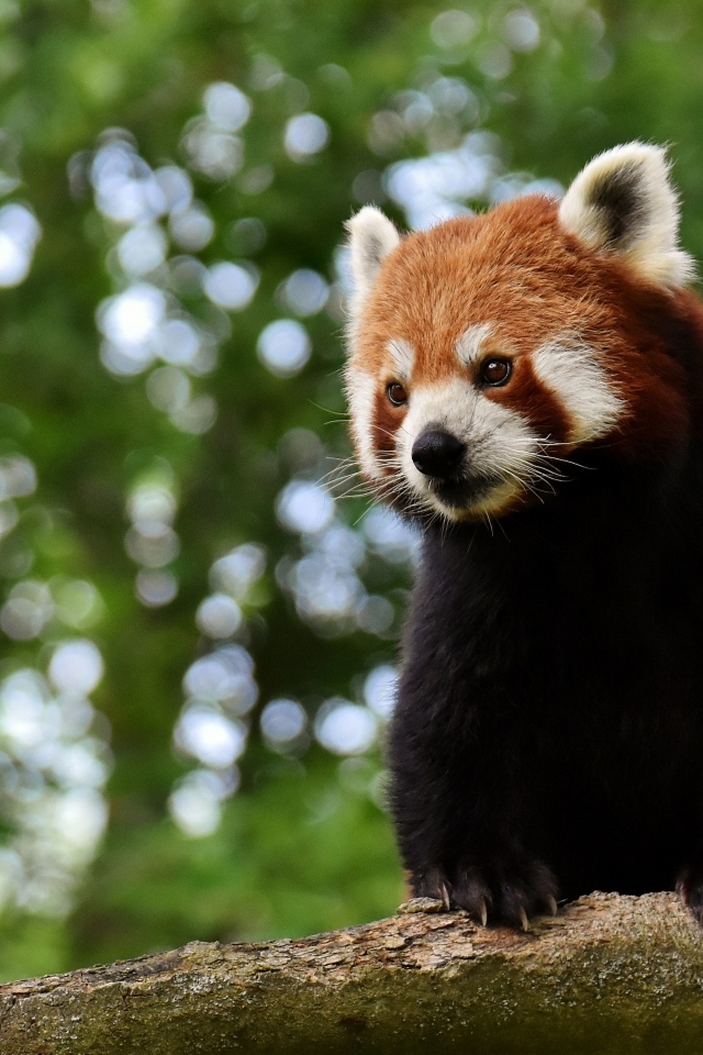 Большая красная панда сидит на дереве