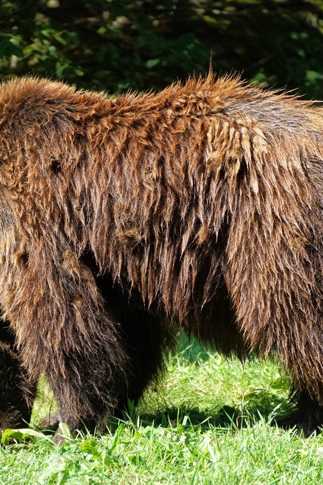 Большой мокрый бурый медведь на траве