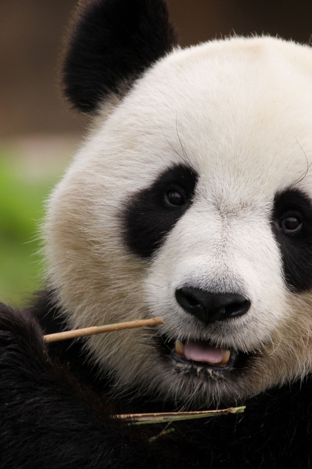 Большая панда грызет ветку бамбука