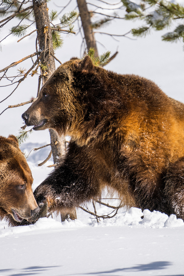 Два бурых медведя на снегу