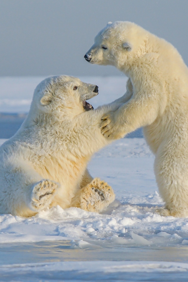 Два полярных медведя на снегу