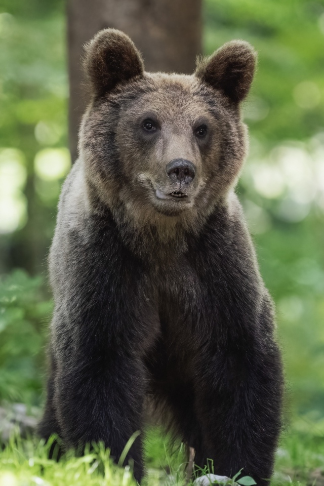 Молодой бурый медведь в лесу