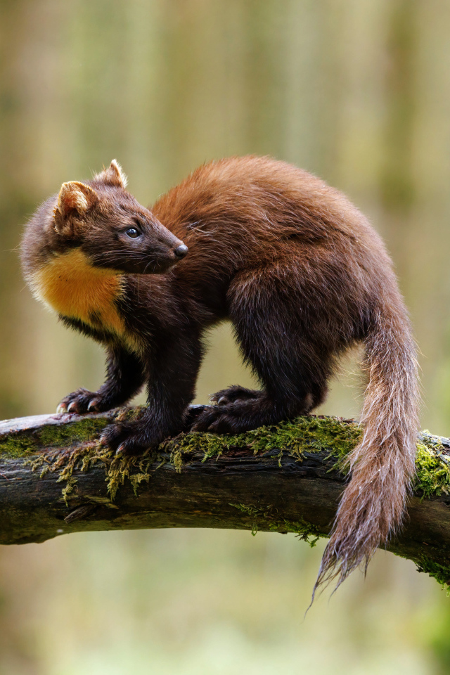 Красивая куница сидит на ветке