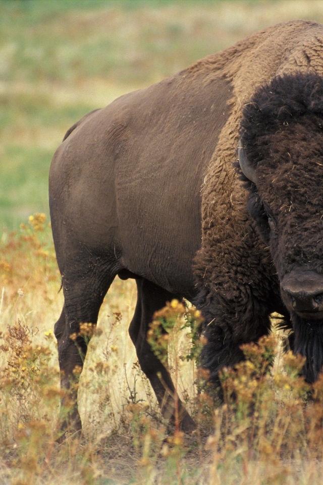 Большой бизон на траве