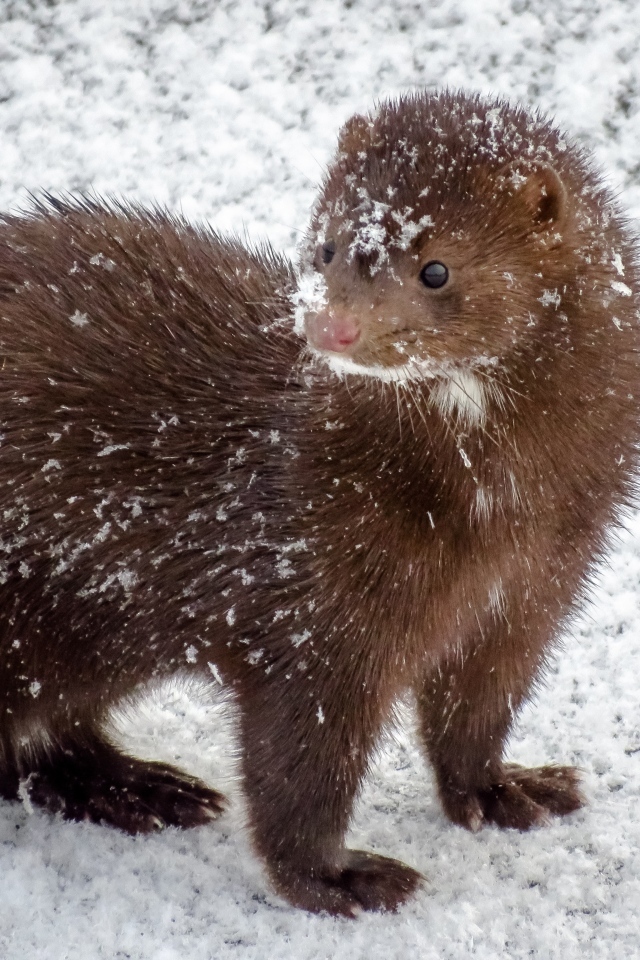 Пушистая норка в снегу зимой
