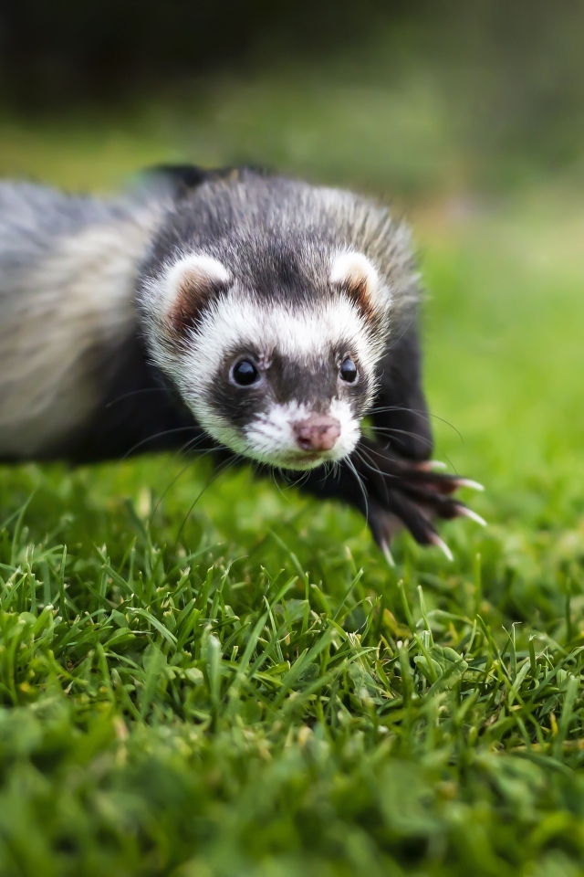 Смешной хорек прыгает по траве