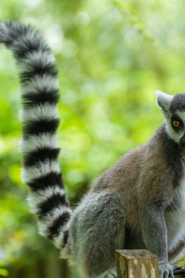 Большой лемур с длинным полосатым хвостом