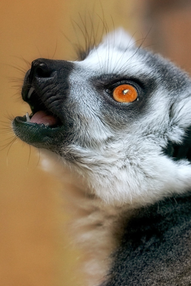 Голова лемура с желтыми глазами