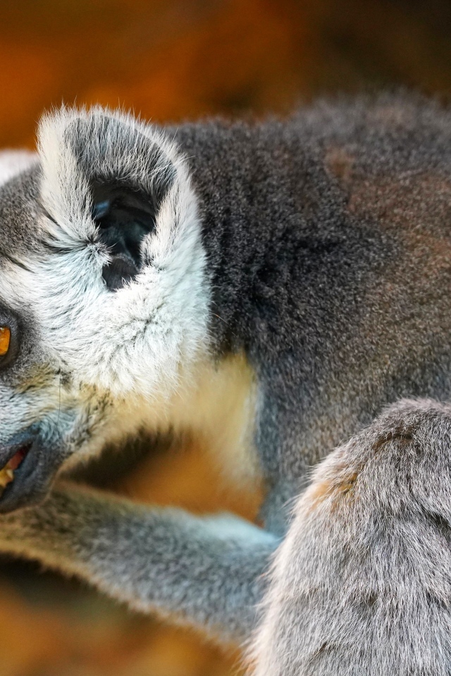 Лемур с открытым ртом крупным планом