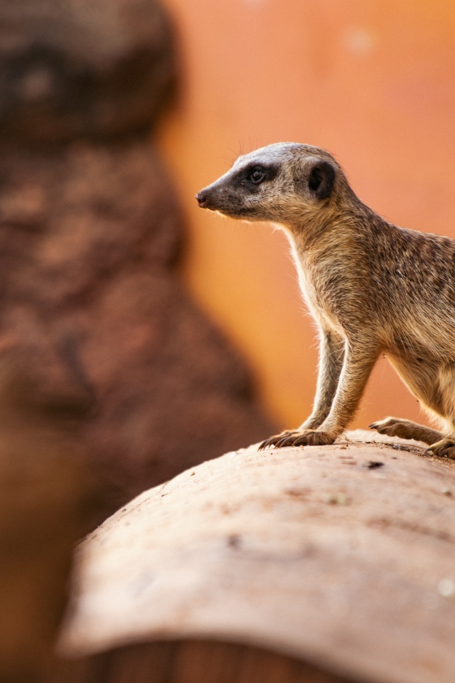 Маленький сурикат на камне крупным планом