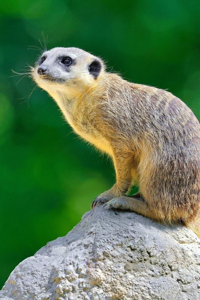 Маленький сурикат сидит на камне
