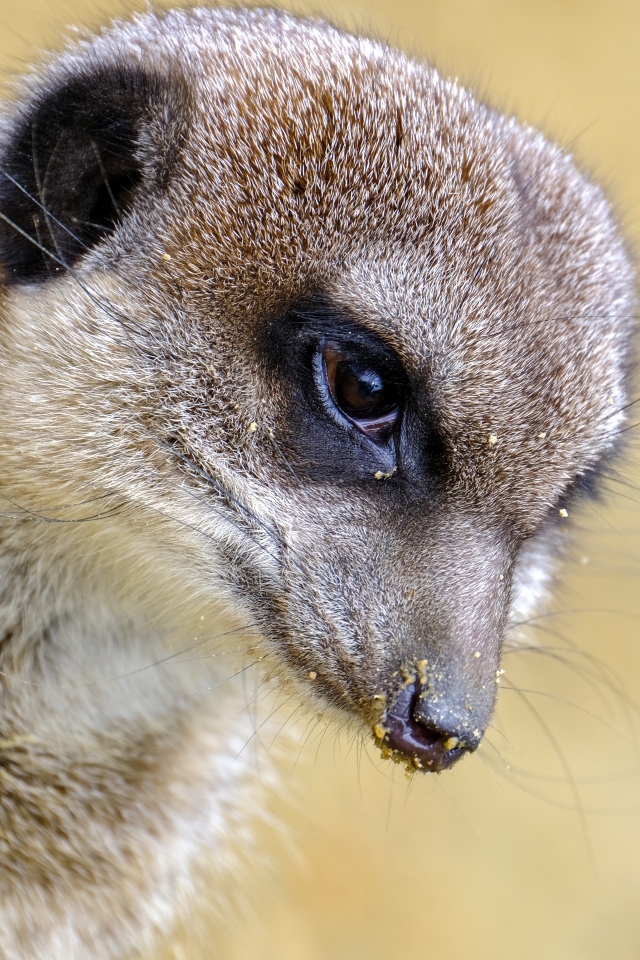 Голова суриката крупным планом