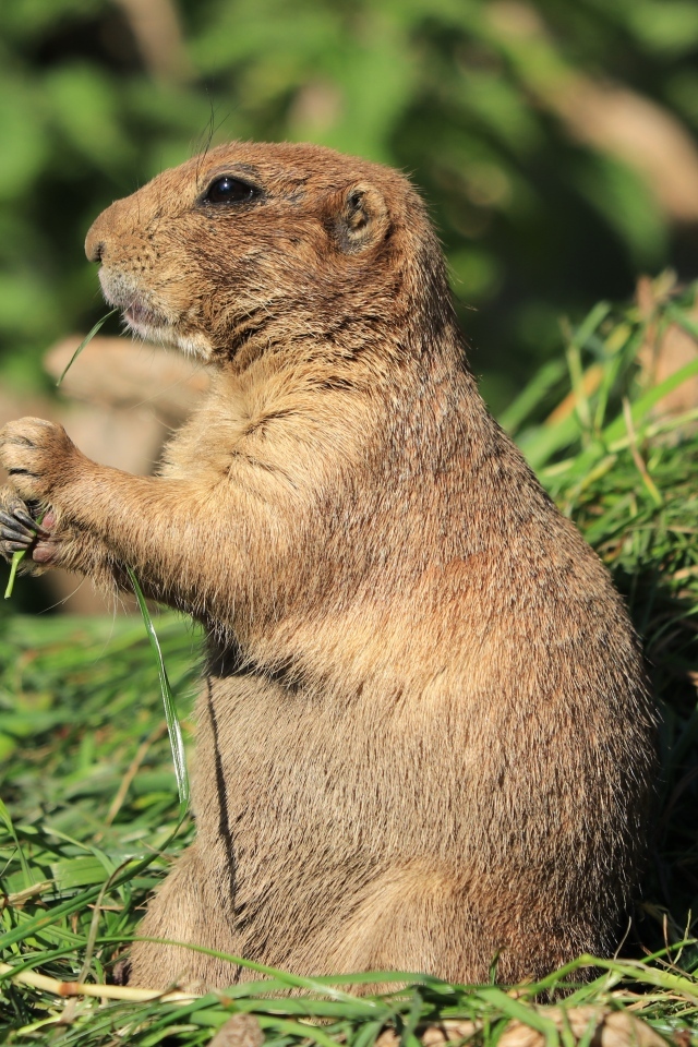 Луговая собачка грызет траву