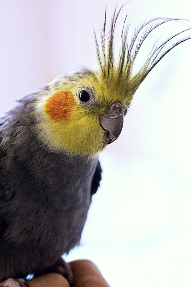 Красивый попугай какаду сидит на руке