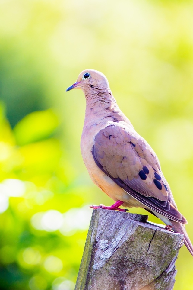 Красивый голубь сидит на пне