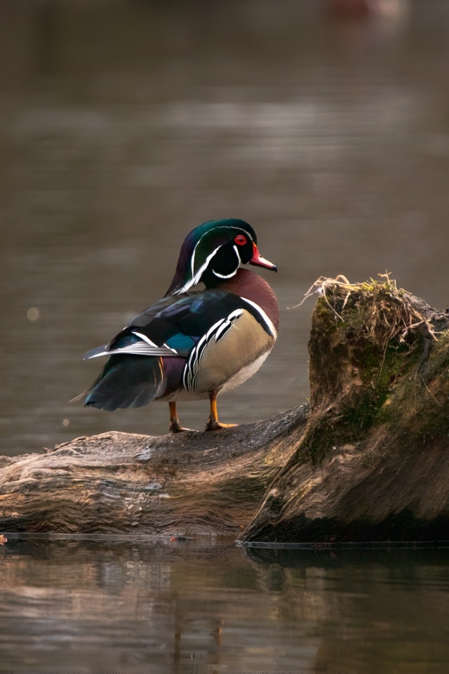Красивая утка сидит на коряге в воде