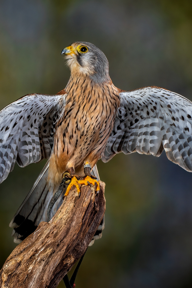 Красивый сокол готовится взлететь