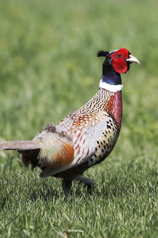 Красивый пестрый фазан идет по траве
