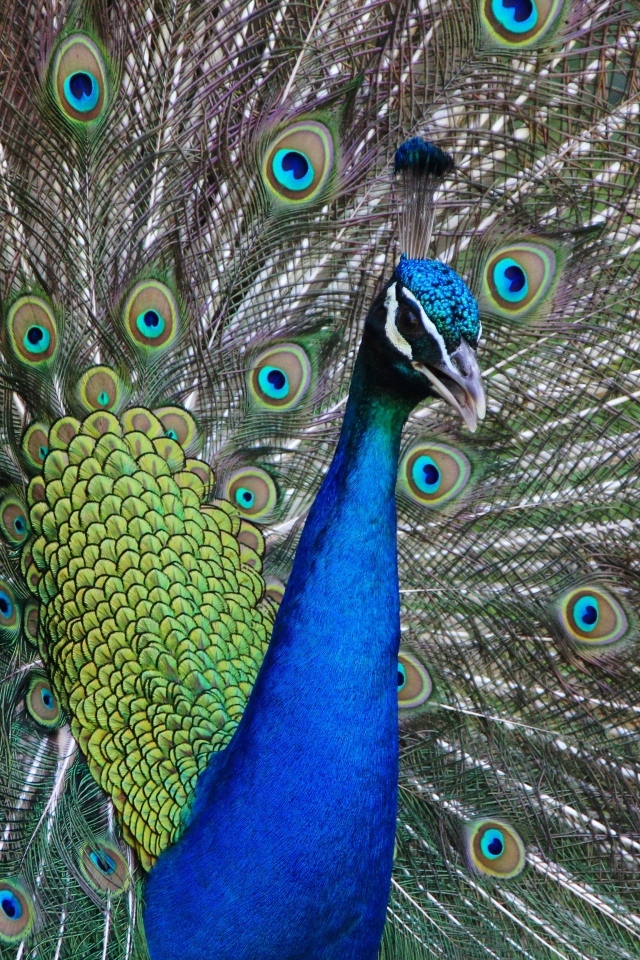 Красивый павлин расправил пышный хвост