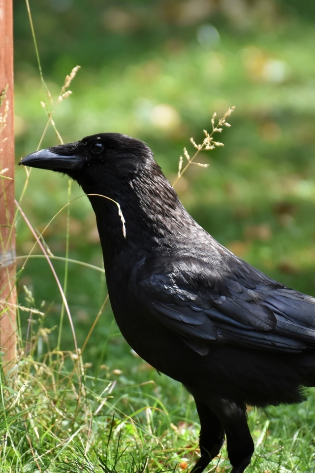 Большой черный ворон стоит на траве