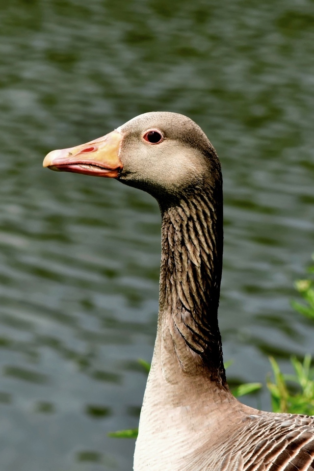Большой серый гусь стоит у воды