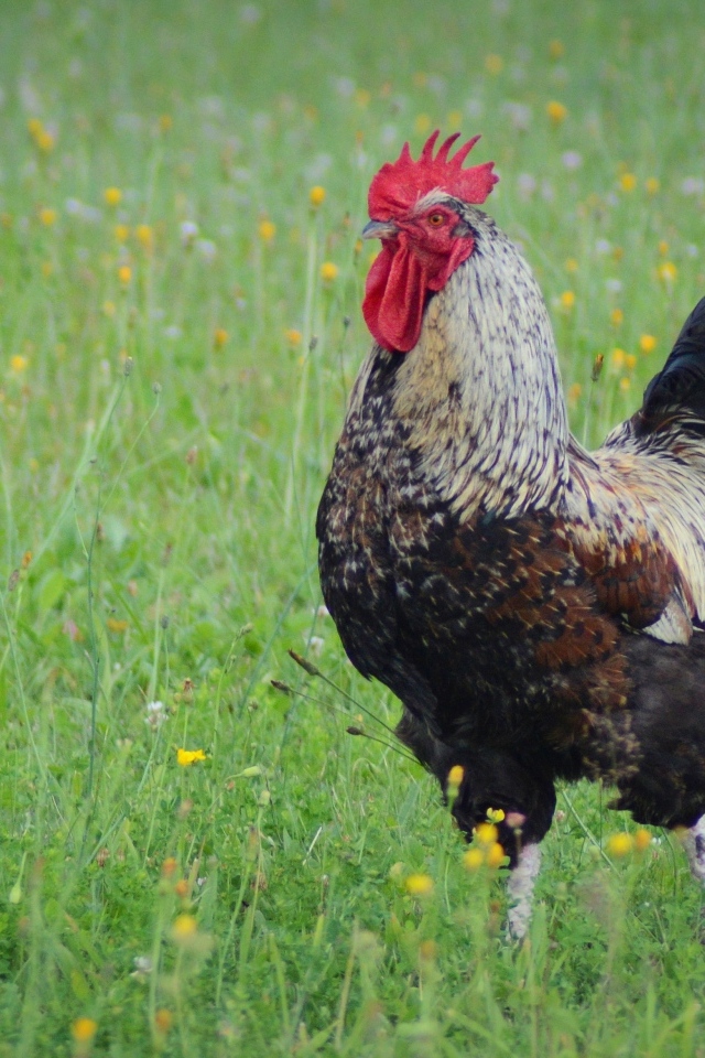 Большой петух стоит на зеленой траве