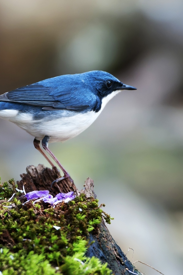 Птица сидит на покрытом мхом пне