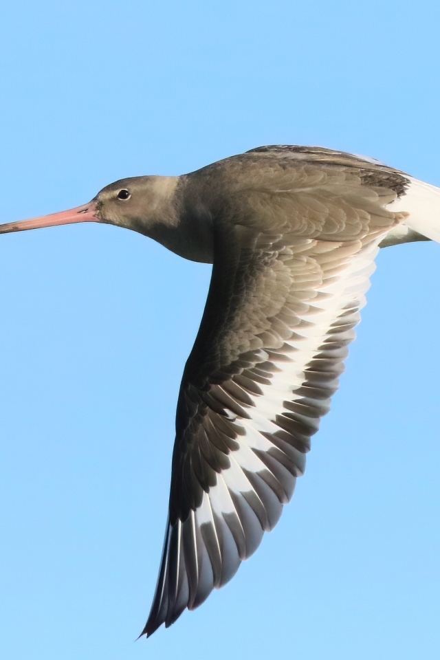 Птица с  острым клювом летит в небе