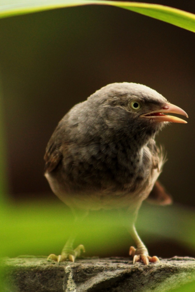 Черная птица сидит на камне в зарослях