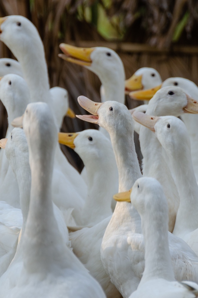 Стадо белых гусей на ферме