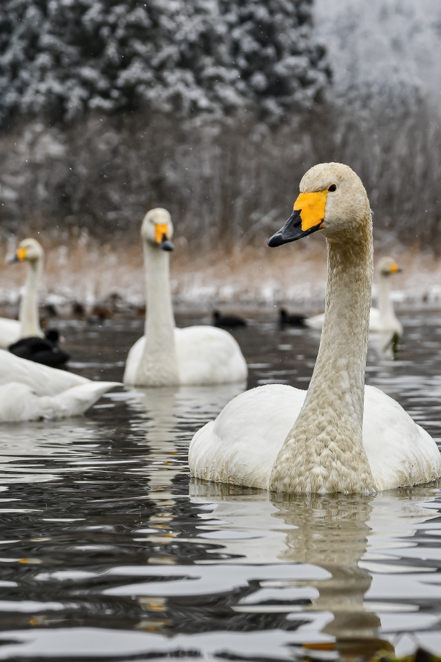 Стая белых лебедей в холодном озере зимой
