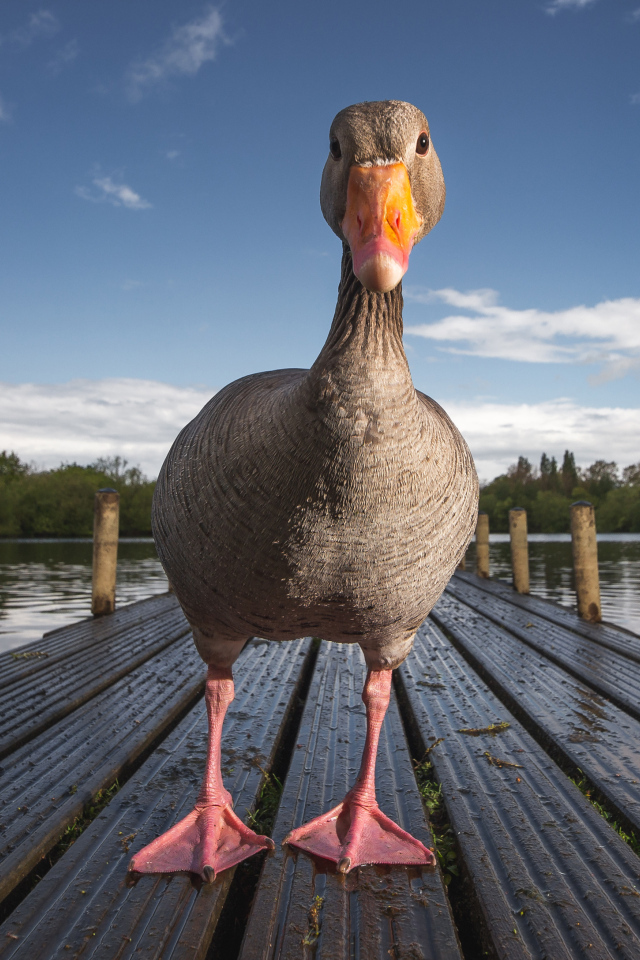 Гусь стоит на мокром мосту у озера
