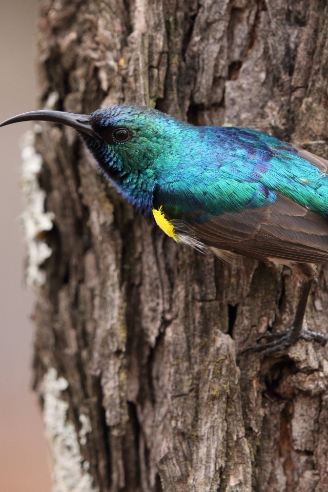 Птица зимородок с острым клювом сидит  на дереве 