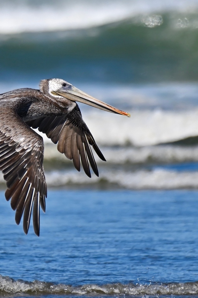 Большой коричневый пеликан летит над водой