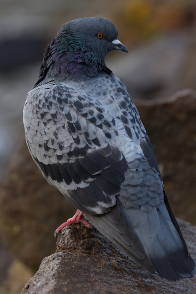 Большой серый голубь сидит на мокром камне