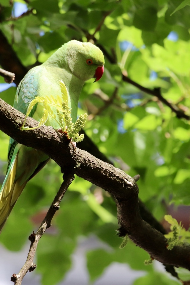 Большой зеленый попугай сидит на ветке дерева