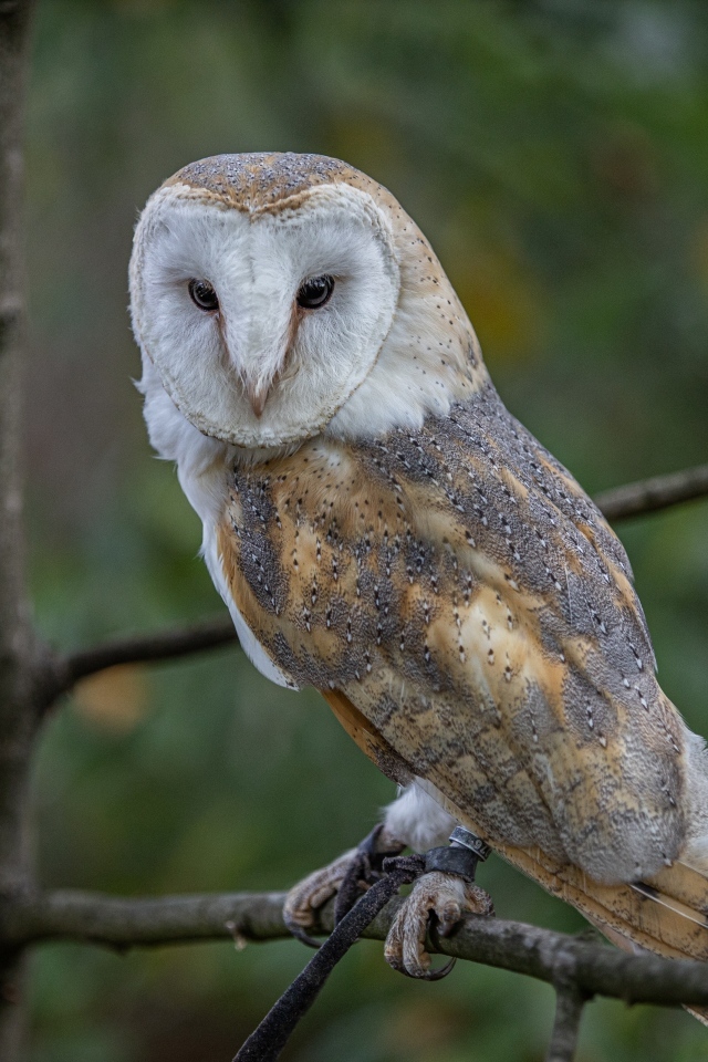 Большая сова сидит на ветке в лесу