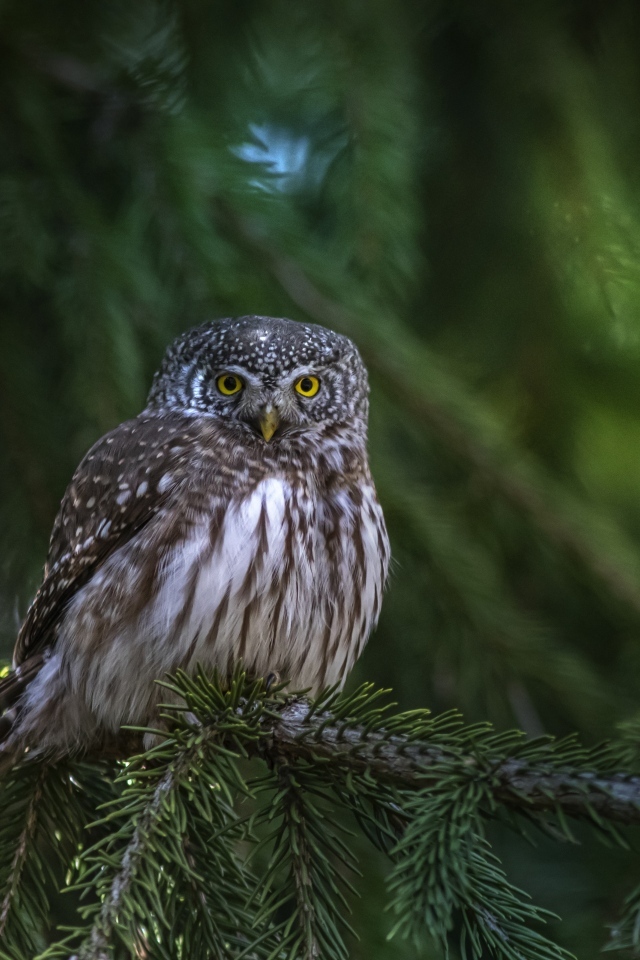 Большая сова сидит на ветке ели