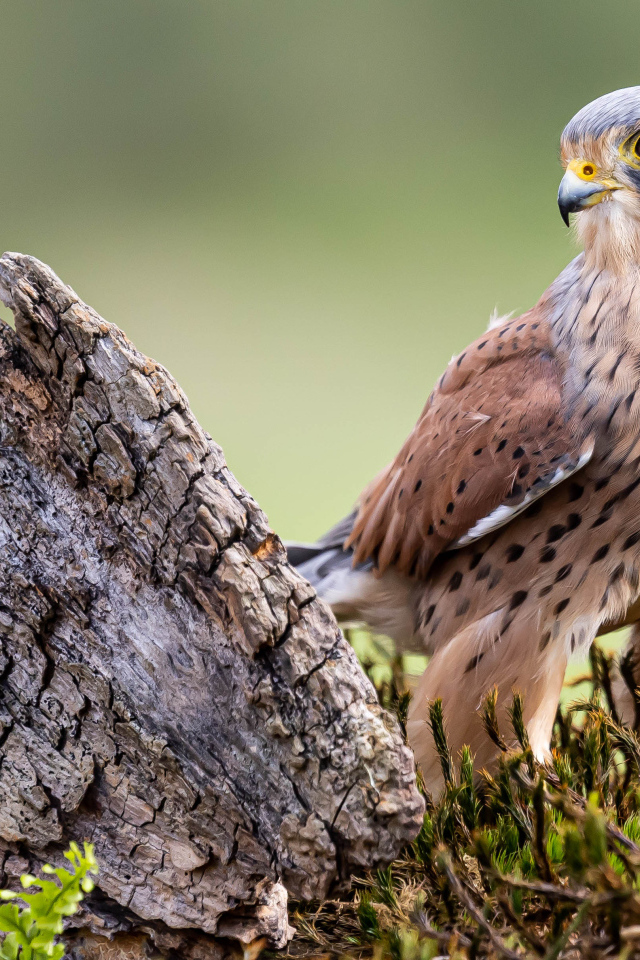 Большой хищный сокол сидит  у коряги