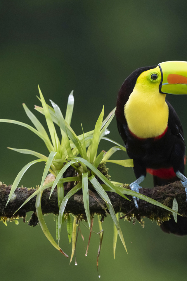 Большой тукан сидит на ветке с зелеными листьями